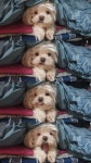 ㅇㅋㅌ 헐... 우리집 강아지 봐...ㅠㅠ - 케이돌토크 카테고리