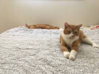 냥이 무마취,마취 미용 해본 덬등 조언 필요함 - 동식물 카테고리