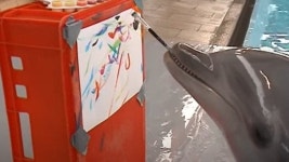 전체 게시판 - 앗 돌고래가 나보다 그림 잘그린다!