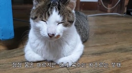 ㅠㅜ 복수가 차고 있데 - 인터넷방송(BJ/스트리머 등) 카테고리