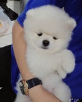 더쿠 - 첨 보는 따따 사진