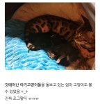 전체 게시판 - 동물농장 카페 후기 보는데