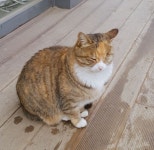 애들아 귀여운 편의점 길냥이들이나 보고 힐링해 - 케이돌토크 카테고리