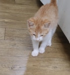 고양이한테 브로콜리가 좋대서 냄새 맡게 해봤는데ㅋㅋㅋㅋ - 동식물 카테고리