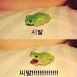 원덬이 최애된 졸라 커여운 개구리 (스압) - 스퀘어 카테고리