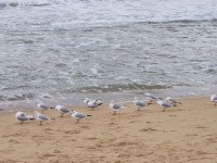 부산갈매기 - 국내야구 카테고리