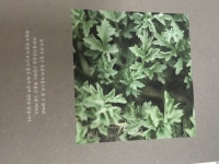 전체 게시판 - 아모레 강화도에서 쑥농사도 져?