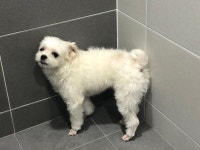 나 자석펫보다 비싼펫 보유하고 있음 - 메이플스토리 카테고리