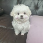 강형욱드 여주 - 드영배 카테고리