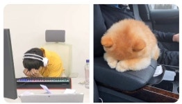 귀여운거보여줄게 - 뉴이스트 카테고리