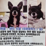 더쿠 - ☆★ 고척동청구아파트 강아지 10일만에 찾았어!!!! ☆★