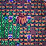 으이구 내 농장 대왕호박이나 보셈 - 케이돌토크 카테고리