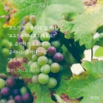 정포도 보고시포도( ˃̣̣̣̣o˂̣̣̣̣ ) - BL 카테고리