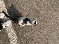 집가다 동네 고양이 만났는데 내 앞에서 이러고 있어 - 케이돌토크 카테고리