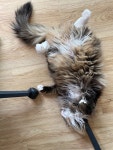 발라당냥😸 - 동식물 카테고리 발라당냥&#x1f638; - 동식물 카테고리
