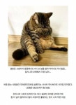 경상도에서 고양이를 살찐이라고 부르는 이유는? - 스퀘어 카테고리 경상도에서 고양이를 &quot;살찐이&quot;라고 부르는 이유는? - 스퀘어... 