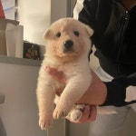 전체 게시판 - 꼬순내 ㅁㅌㅊ?