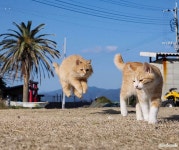 더쿠 - 힐링되는 평화로운 섬마을 고양이들의 일상 🏝🐈🐈🐈
