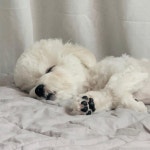 전체 게시판 - 오구 젤리 꼬순내 맡고싶다