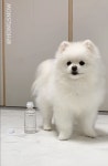 발차기로 병뚜껑 열기 챌린지 하는 멈무 - 스퀘어 카테고리
