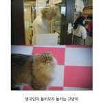 고양이카페 처음 와본 영국인 - 스퀘어 카테고리