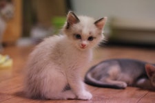 렉돌 너무 사랑스러워 - 동식물 카테고리