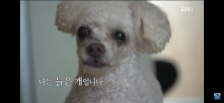 세상에 나쁜 개는 없다 - 늙은 개, 너를 기억할게. - 스퀘어 카테고리