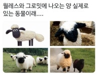 전체 게시판 - <월레스와 그로밋>에 나오는 양이 실제로 있음.jpg 전체 게시판 - <월레스와 그로밋>에 나오는 양이 실제로 있음.jpg