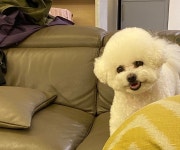 ㅇㅋㅌ 강아지 구경할 사람 ~~~ - 케이돌토크 카테고리