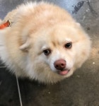 연남동 미용실 크고 귀여운 멍뭉이 있어 여기 애견동반 됨 - 동식물 카테고리