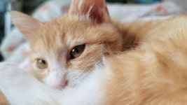 전체 게시판 - 동물병원 데려갔더니 야옹이가 화나서 소파 뒤에서 안나오는 중기