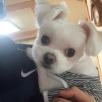 ☆☆부산 연산동 사는 덬들 이 글 좀 꼭 봐줘ㅠㅠ (강아지 찾는 중) - 스퀘어 카테고리