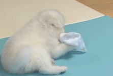 개밥주는남자 강아지 수호.jpgif - 스퀘어 카테고리
