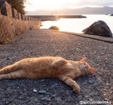 더쿠 - 귀여븐 고영희