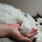 오늘따라 우리 고양이 발이 왕발같은기분 - 동식물 카테고리