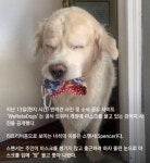 댕댕이는 천사야ㅠㅠ - 코로나19 카테고리