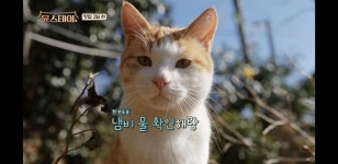 더쿠 - 윤스테이에 나왔던 냐옹이들.jpg