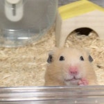 공손하게 간식 받아먹는 햄찌🐹 - 스퀘어 카테고리 공손하게 간식 받아먹는 햄찌🐹 - 스퀘어 카테고리