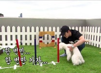 더쿠 - 비비(세훈이 강아지) 무기력함