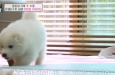 개밥주는남자 강아지 수호.jpgif - 스퀘어 카테고리