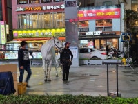 전체 게시판 - ㅇㅊㅂ 해운대에 맥시무스 뜬거봤어?