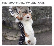 더쿠 - 사랑은 므어가 싸랑 이 고양이 덩치 존나 크지 않냐