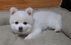 더쿠 - 댕댕이 셀프미용 지옥편