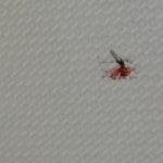 (죽은 모기 사진 주의 피주의))))))))))) 모기 잡았는데 시발 피봐 - 케이돌토크 카테고리