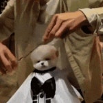 째스빈 갱얼쥐라는 증거 - 국내유명인 카테고리