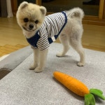 큠덬들 왜 까오 뉴짤뜬거 말안햇서!!!쾅코ㅜㅏ쾅ㅇㄱ콰ㅋㅇ - 국내야구 카테고리