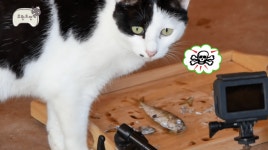 전체 게시판 - haha ha × 무한도전 (feat. 삼색이네 가족)