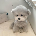 ㅂㄷㄴㅇ 요새 멈무들 사진 자주보는데 실버푸들이 - 강다니엘 카테고리
