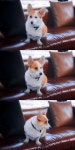 왕차이 모닝🐶 - 차이나 카테고리 왕차이 모닝&#x1f436; - 차이나 카테고리