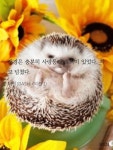 해바헤어(Ha Va Hair) | 전체 게시판 - 해바리기 권도치ㅋㅋㅋㅋㅋ